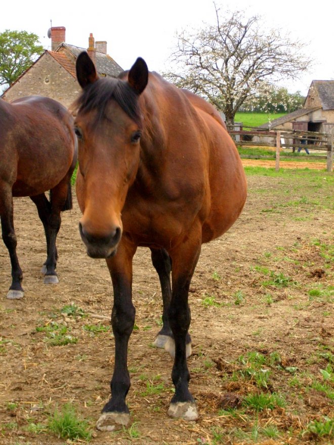 Photo de Trotteur franais