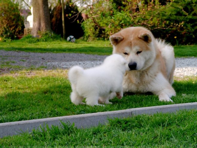 Photo d'Akita inu