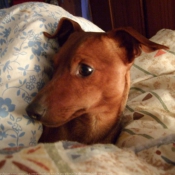 Photo de Pinscher nain