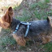 Photo de Yorkshire terrier