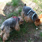 Photo de Yorkshire terrier