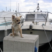 Photo de Chihuahua  poil long