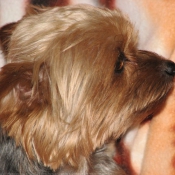 Photo de Yorkshire terrier