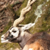 Photo d'Antilope