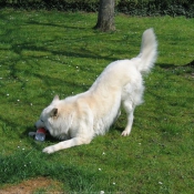 Photo de Berger blanc suisse