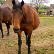 Photo de Trotteur franais