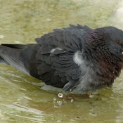 Photo de Pigeon