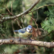 Photo de Msange bleue