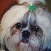 Photo de Shih tzu