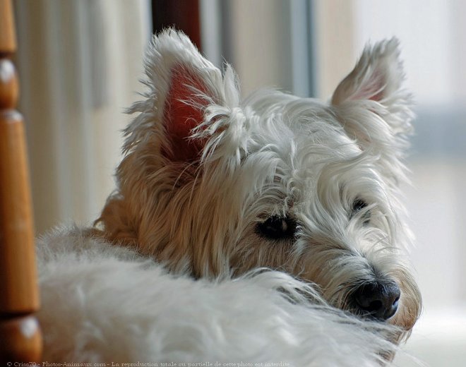 Photo de West highland white terrier