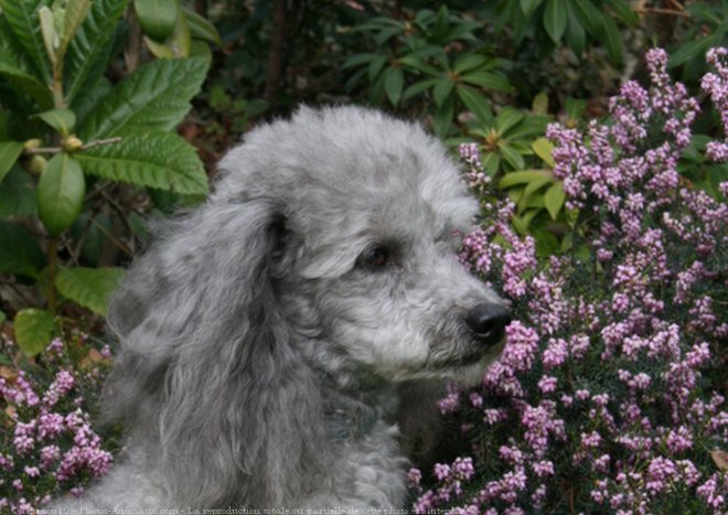 Photo de Caniche moyen