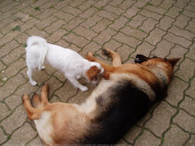 Photo de Berger allemand  poil court