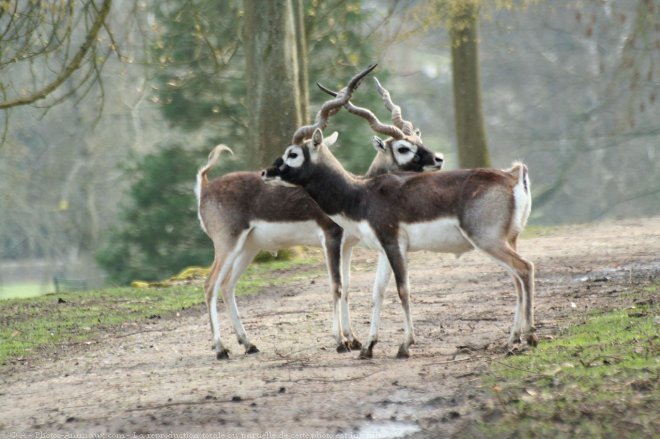 Photo d'Antilope