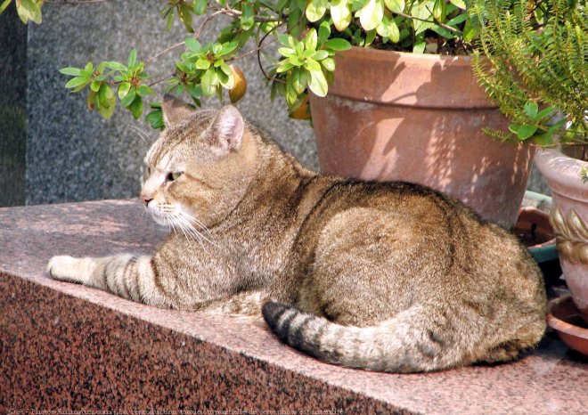 Photo de Chat domestique