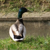 Photo de Canard