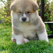 Photo d'Akita inu