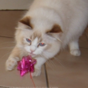 Photo de Ragdoll