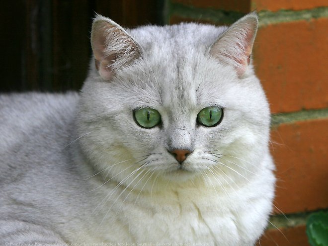 Photo de British shorthair