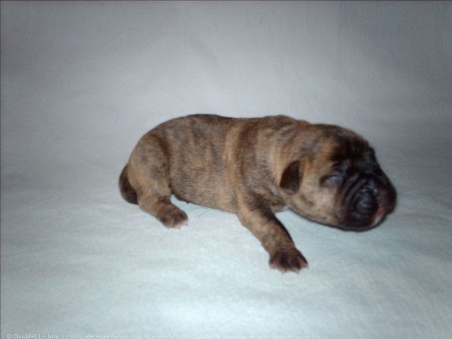 Photo de Bullmastiff