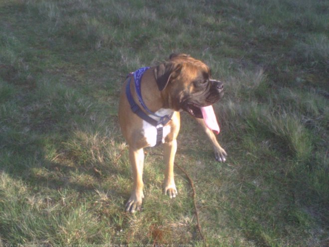 Photo de Boxer