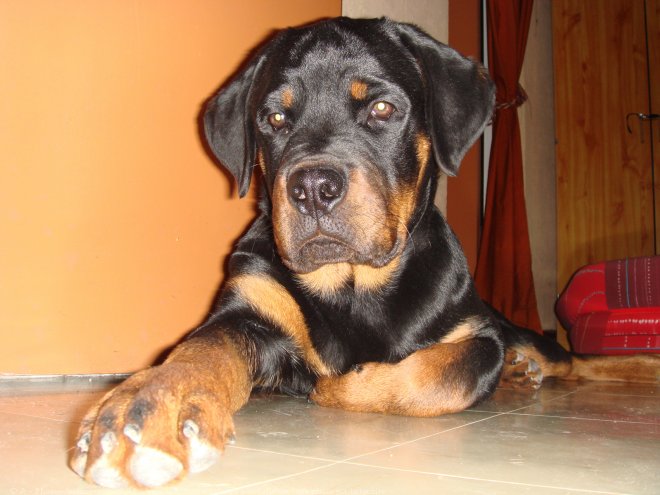 Photo de Rottweiler