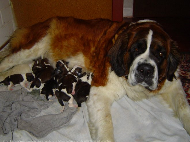 Photo de Saint-bernard poil long