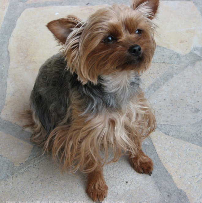 Photo de Yorkshire terrier