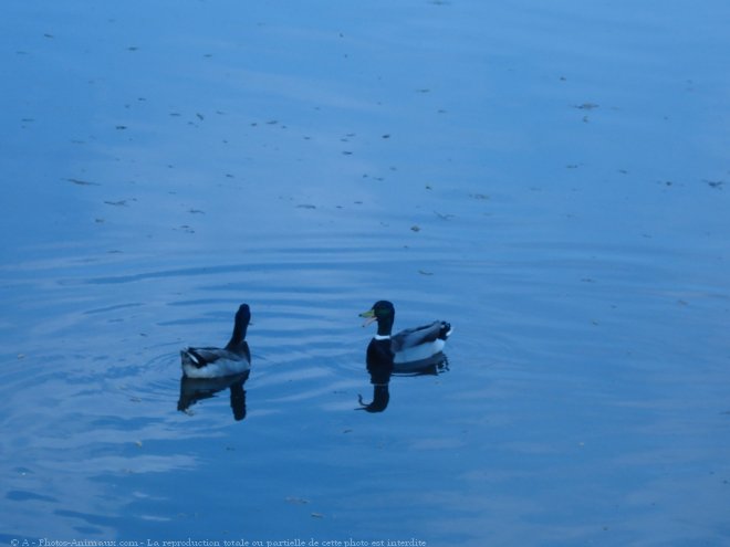 Photo de Canard