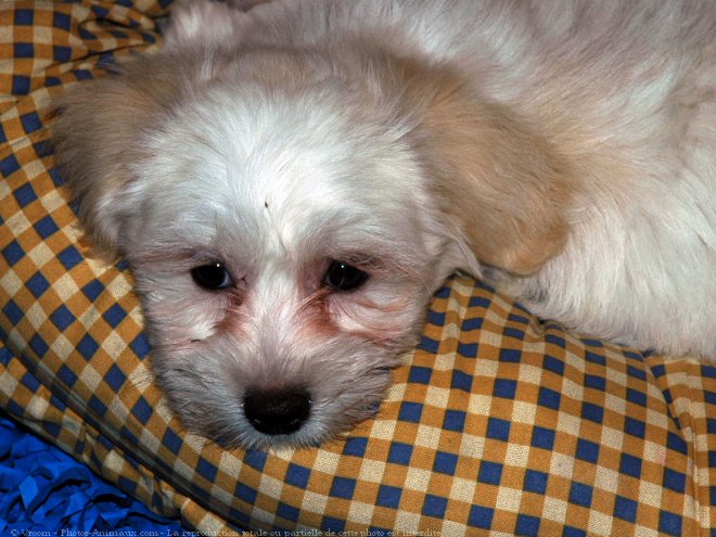 Photo de Coton de tulear