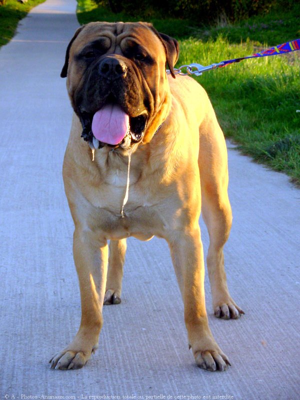 Photo de Bullmastiff