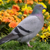 Photo de Pigeon