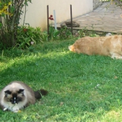 Photo de Ragdoll