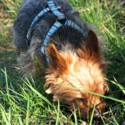 Photo de Yorkshire terrier