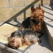 Photo de Yorkshire terrier