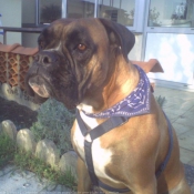 Photo de Boxer