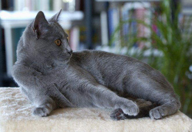 Photo de Chartreux