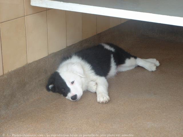 Photo de Border collie