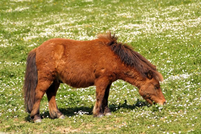 Photo de Shetland