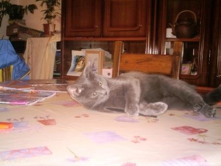 Photo de Chartreux