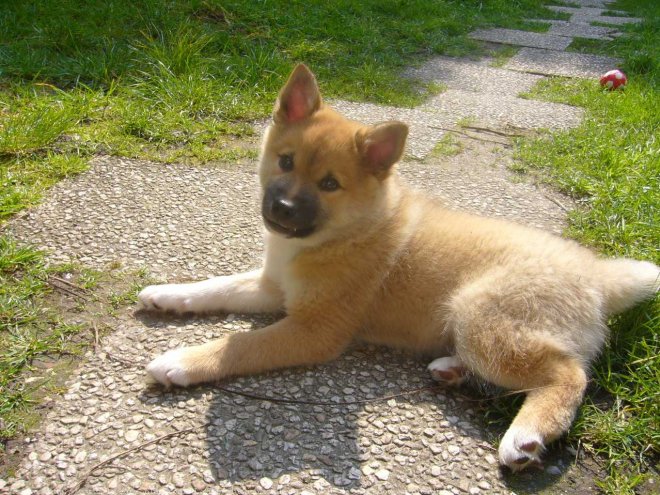 Photo de Chien de berger islandais