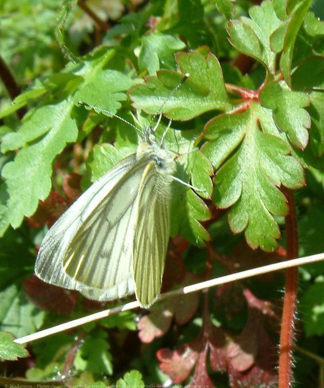 Photo de Papillon