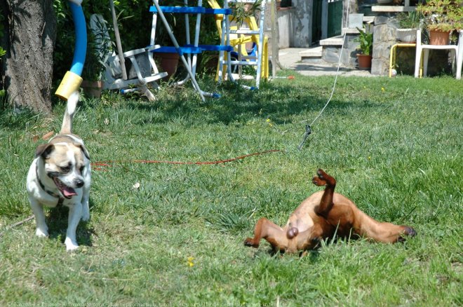 Photo de Pinscher nain