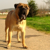 Photo de Bullmastiff