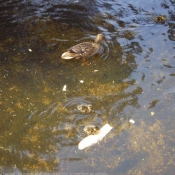 Photo de Canard colvert