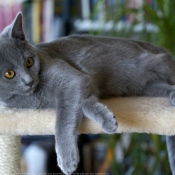 Photo de Chartreux