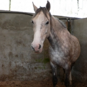 Photo de Poney franais de selle