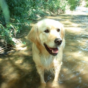 Photo de Golden retriever