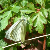 Photo de Papillon