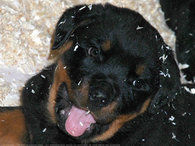 Photo de Rottweiler