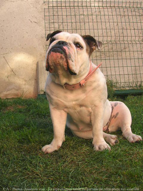 Photo de Bulldog